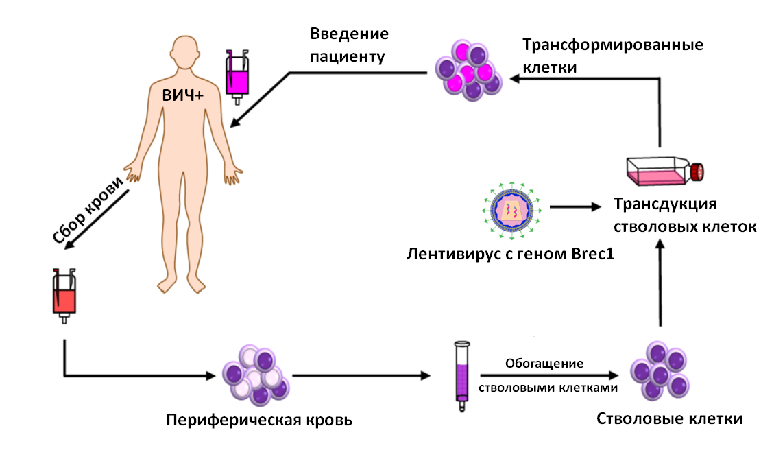 новости лечения вич