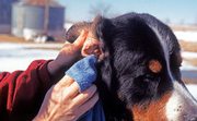 Кандидоз у животных
