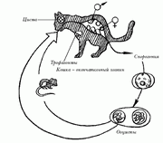 Токсоплазмоз у кошек пути заражения